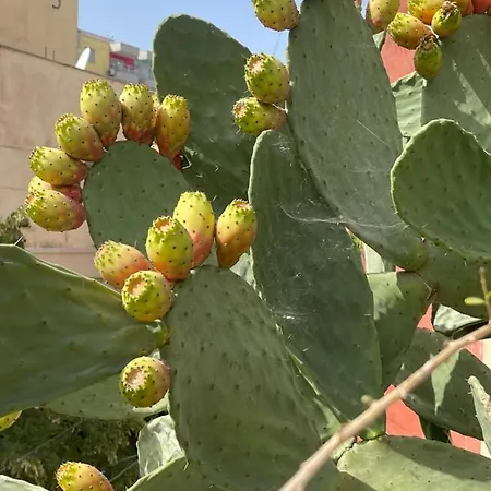 Prickly Pear Corner * Tirana